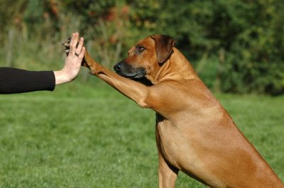 rhodesian-ridgeback-Breed