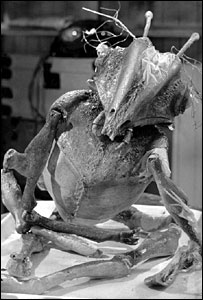 _42264326_martianbbc203300